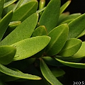 Pemphis acidula has not been found in the Cairns area yet.<br />This one from Mission Beach.